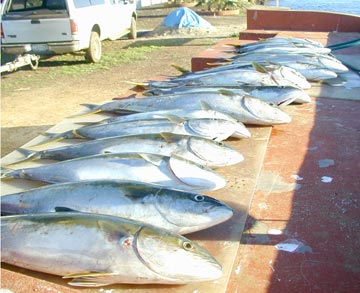 Fillet table of fish caught at San Quintin, Mexico