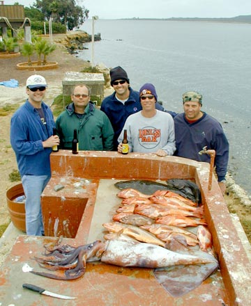 Humboldt squid caught at San Quintin, Mexico