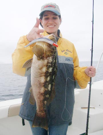 Calico bass caught at San Quintin, Mexico