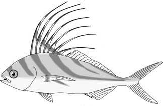 Roosterfish