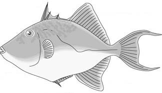 Triggerfish