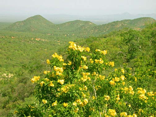 Photo of Copa de Oro flowers near San Antonio, Baja California Sur, Mexico.