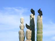 Photo turkey vultures, Baja California, Mexico.