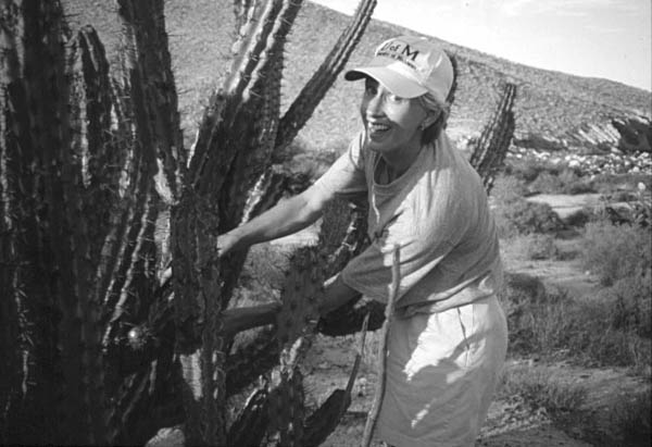 Pitahaya cactus near La Unica, Baja California, Mexico.