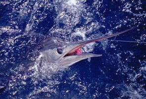 Photo of striped marlin caught at Cabo San Lucas, Baja California Sur, Mexico.