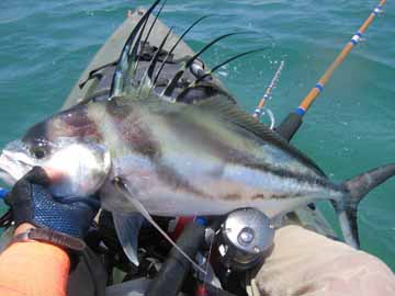 East Cape Kayak Fishing Photo 2