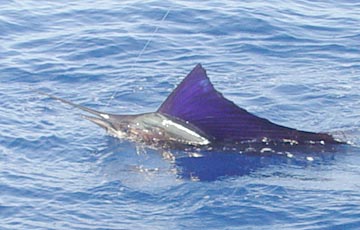 East Cape, Mexico, sailfish photo.