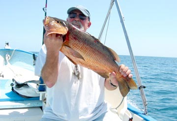 East Cape Snapper Fish Photo 1