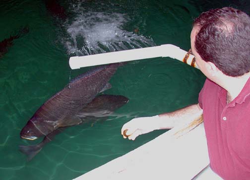 Photo of totoaba feeding at Ensenada, Baja California, Mexico.