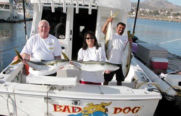 Photo of yellowtail caught at Ensenada, Mexico.