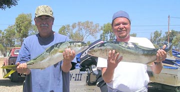 Ensenada yellowtail photo 1