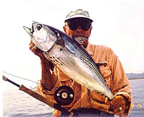 Black Skipjack fish picture 2