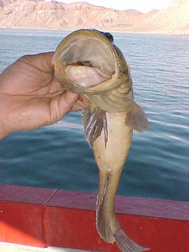 Giant Jawfish or Bigmouth Bastard fish picture 4