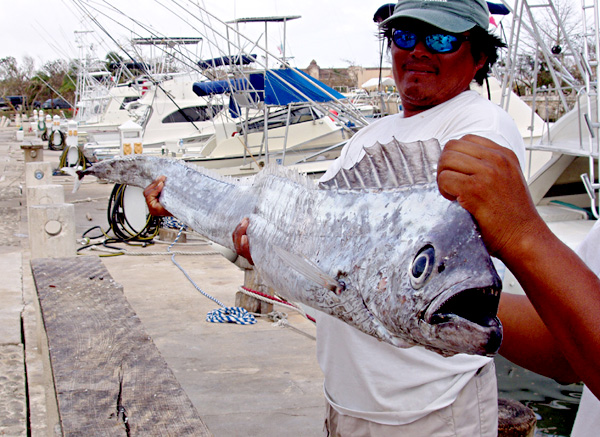 Channel Scabbardfish picture 2