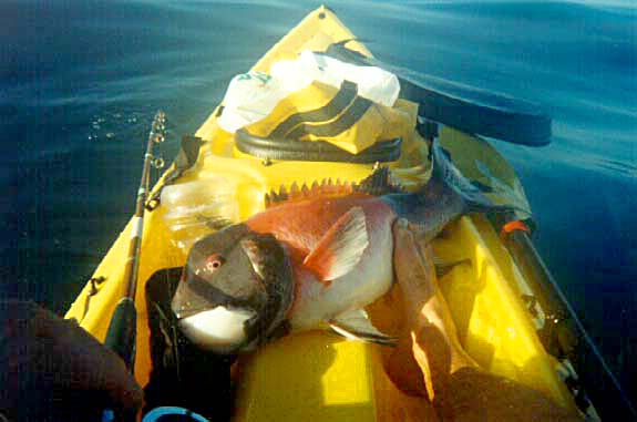 California Sheephead fish picture 6