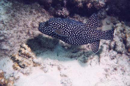 Guineafowl Puffer fish picture 5