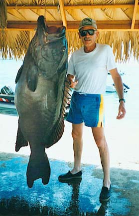 Gulf Grouper picture