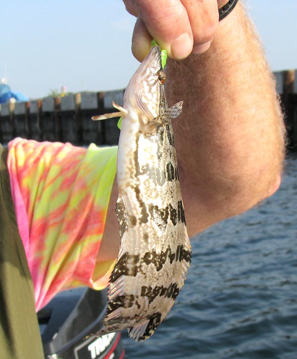 Giant Kelpfish picture