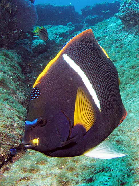 King Angelfish picture 3