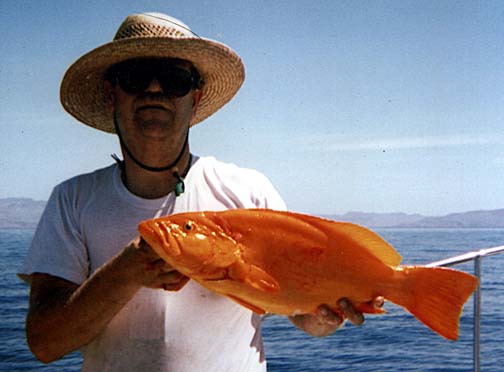 Leopard Grouper or Golden Grouper fish picture 6