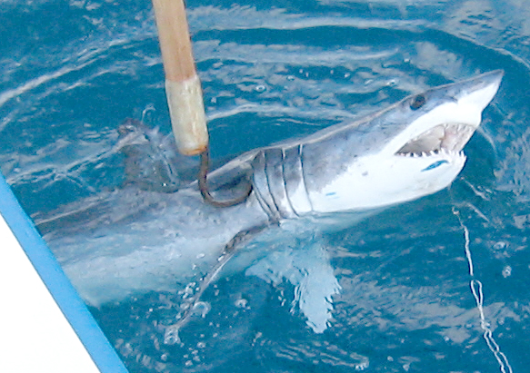 Mako Shark fish picture 6