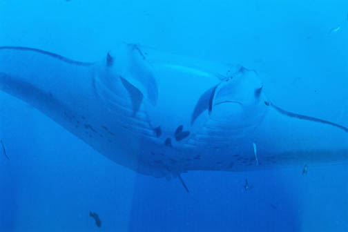 Manta Ray fish picture 2