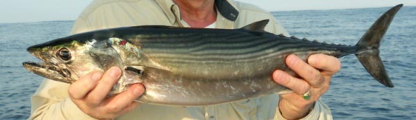 Mexican Bonito fish picture 2