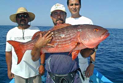 Mullet Snapper fish picture 3