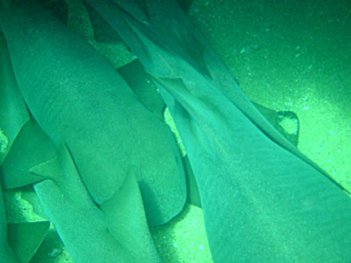 Nurse Shark fish picture