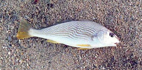 Polla Drum fish picture