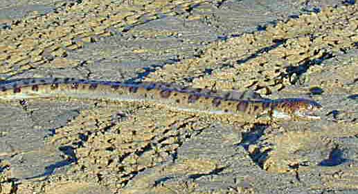 Pacific Snake Eel fish picture