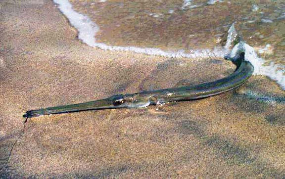 Reef Cornetfish picture 5