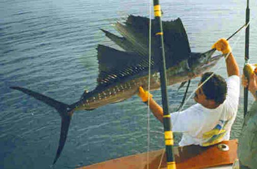 Sailfish picture