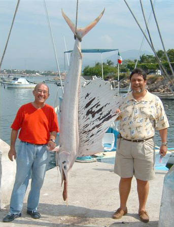 Sailfish  picture