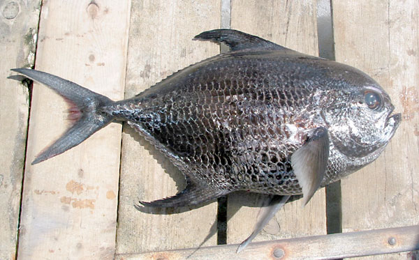 Sickle Pomfret picture 1