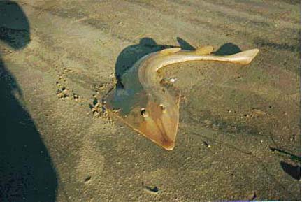 Shovelnose Guitarfish picture 5