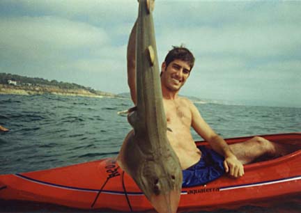 Shovelnose Guitarfish picture 4