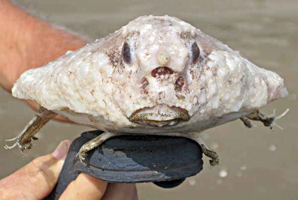 Spotted Batfish picture 3