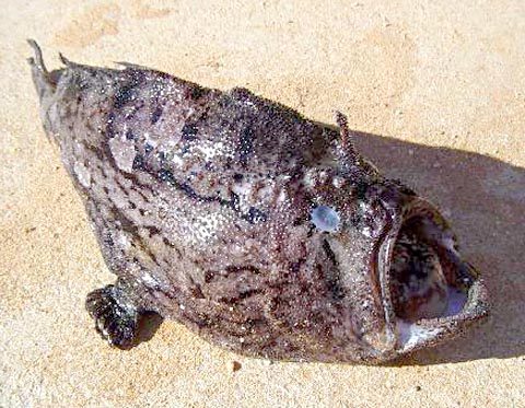  Spottedtail Goosefish picture 2