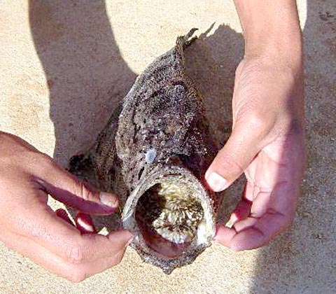  Spottedtail Goosefish picture 3