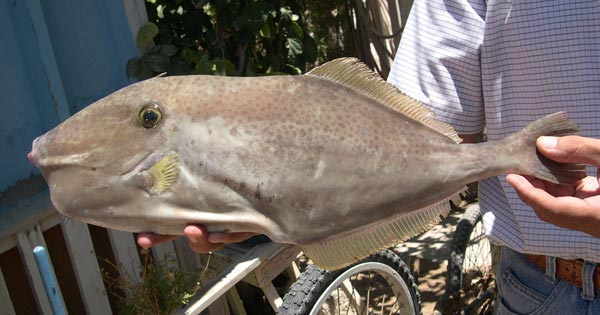 Unicorn Filefish 2