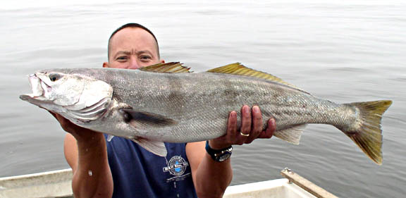 White Seabass Photo 2