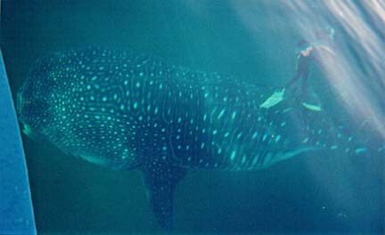 Whaleshark Photo 4