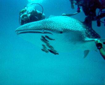 Whaleshark Photo 7