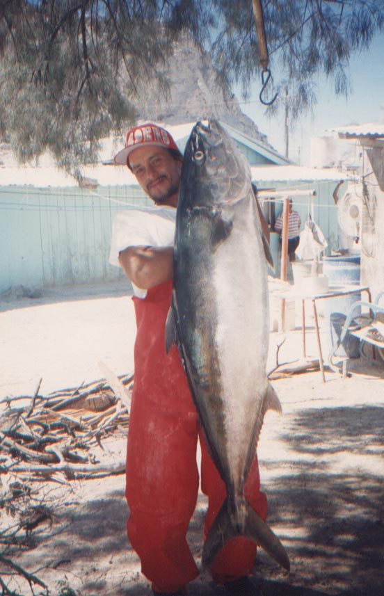 Yellowtail Photo 3