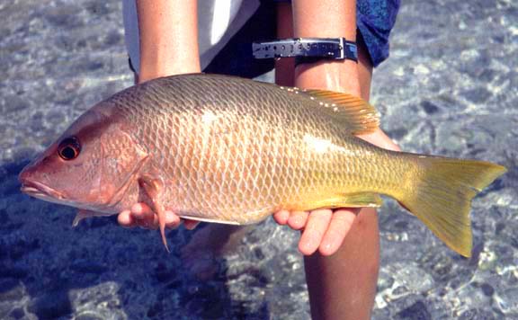 Yellow Snapper Photo 2