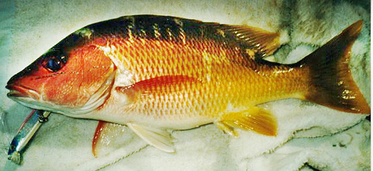 Yellow Snapper Photo 4