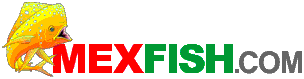 San Felipe Fishing Report Logo