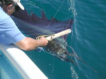 Mexico Fishing Photo