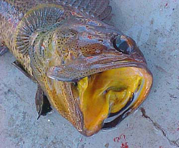 Fish Photo 1